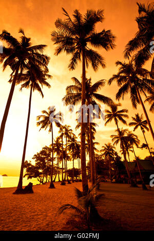 Palme da cocco sulla spiaggia di sabbia in tropico sul tramonto. Della Thailandia Foto Stock