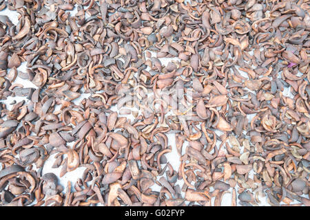 Copra con essiccazione al sole da Mentawai tribù Muara Siberut, Sumatra, Indonesia Sole-essiccati copra è usato nella preparazione di olio di noce di cocco. Foto Stock