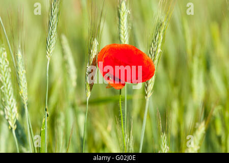 Il papavero nel campo Foto Stock