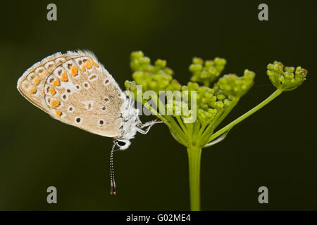 Comune (blu Polyommatus icarus) Foto Stock