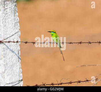 Green Bee Eater appollaiato su un filo spinato alla ricerca di insetti. Foto Stock