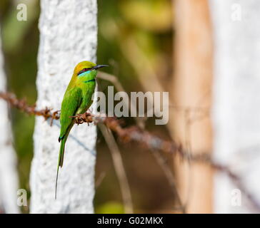 Green Bee Eater appollaiato su un filo spinato alla ricerca di insetti. Foto Stock