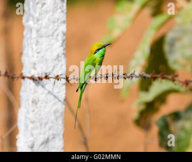 Green Bee Eater appollaiato su un filo spinato alla ricerca di insetti. Foto Stock