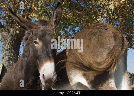 Asino Foto Stock