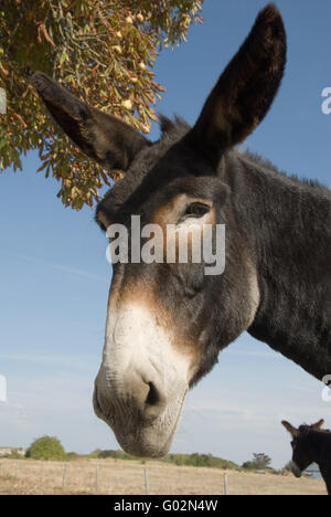 Asino Foto Stock