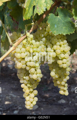 vino Foto Stock
