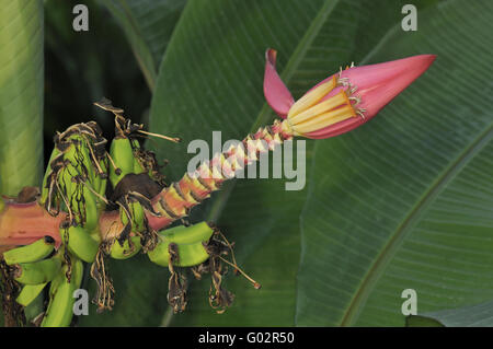 Fiore e fructescens dell India nano banana Foto Stock