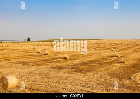 Campo agricolo con grano Foto Stock