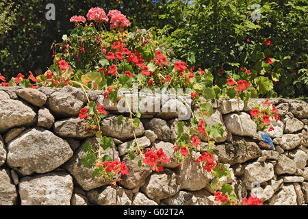 Grecia Creta Argyroupolis fioritura secco muro di pietra Foto Stock