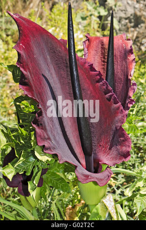 Grecia Creta Spili Dragon Flower Dracunculus vulgaris Foto Stock