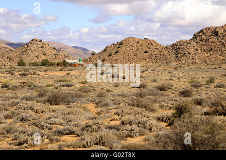 Arbusti, semi-deserto di Goegap, Sud Africa Foto Stock