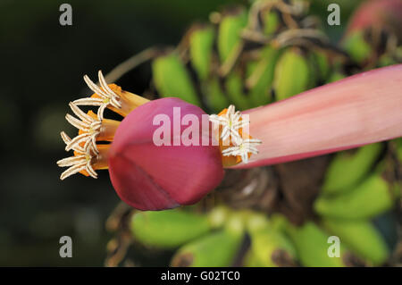 Fiore e fructescens dell India nano banana Foto Stock