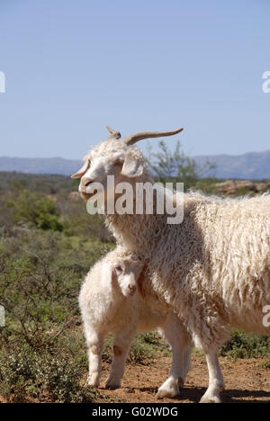 Angora per adulti con grazioso nuovo nato agnello. Foto Stock