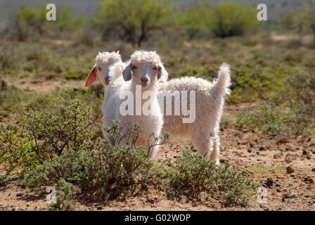 Due giovani capre angora nel Karoo Foto Stock