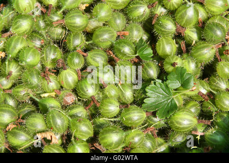 Close up appena raccolto uva spina con foglie Foto Stock