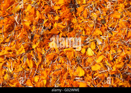 Full frame di sfondo essiccati fiori di tagete (tagetes) Foto Stock