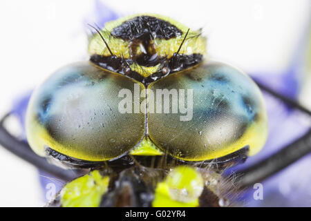 Southern hawker (Aeshna cyanea) Foto Stock