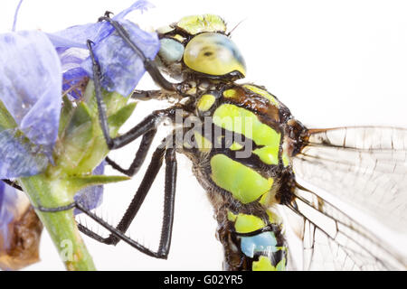 Southern hawker (Aeshna cyanea) Foto Stock