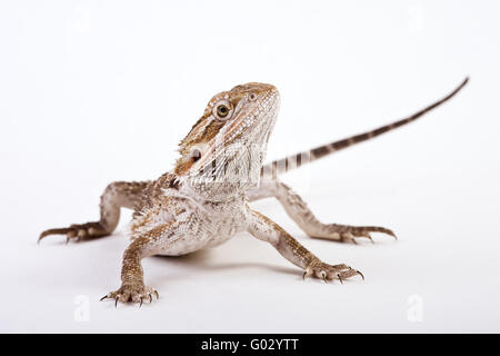 Drago barbuto (Pogona vitticeps) Foto Stock