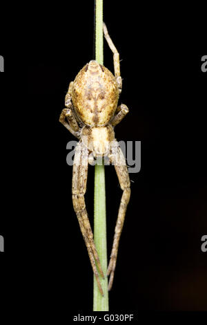 Rapina spider su una lama di erba (Pisaura mirabilis) Foto Stock