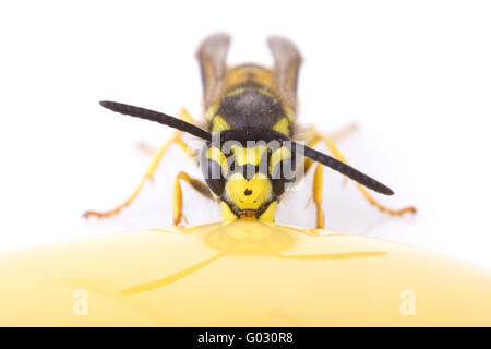 Il tedesco wasp (Vespula germanica) mangia miele Foto Stock