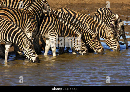 La Burchell zebre a waterwhole, Sud Africa Foto Stock