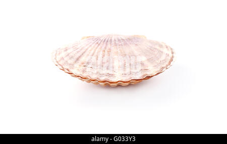 Conchiglie isolati su sfondo bianco Foto Stock