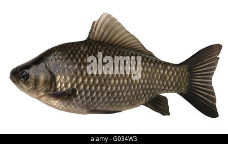 Pesce crudo carassio isolati su sfondo bianco Foto Stock