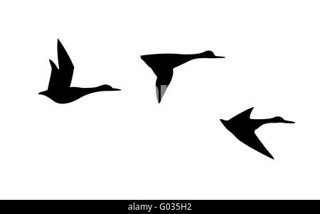 Silhouette di vettore flying duck su sfondo bianco Foto Stock