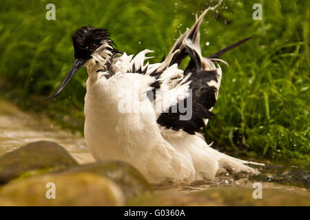 Pied Avocet, nero-capped avocetta, Eurasian Avocet Foto Stock