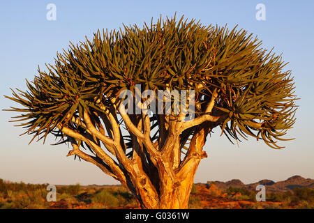 Faretra tree con la luce del mattino, sud africa Foto Stock