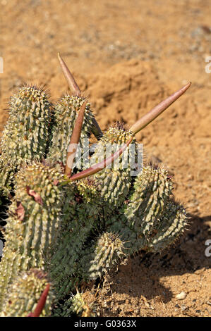 Hoodia gordonii con capsule di frutta, Sud Africa Foto Stock