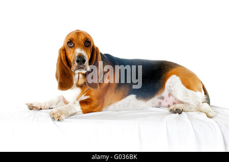 Bassett Hound Foto Stock