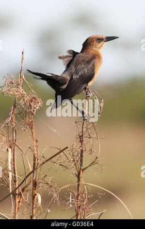 Grackle Boattail Foto Stock