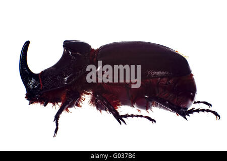 Scarabeo rinoceronte, isolato su sfondo bianco Foto Stock
