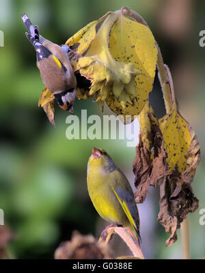 Cardellino europeo e Verdone sul girasole Foto Stock