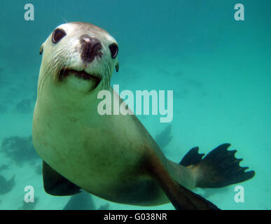 Giocoso Australian Sea Lion (Neophoca cinerea) subacquea, Jurien Bay Marine Park, nei pressi di Cervantes, Australia occidentale Foto Stock