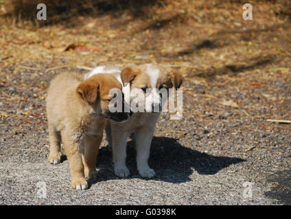 Due piccoli incantevoli mongrel cani su una strada Foto Stock