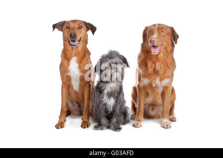 Mix di due cani e una Nova Scotia Duck Tolling Retriever Foto Stock