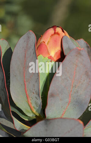 Germoglio di fiore di Rosso sugarbush, Sud Africa Foto Stock