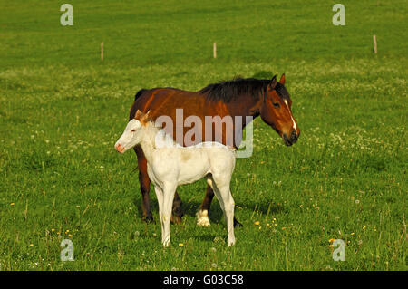 Hanoverian mare e un cavallo grigio puledro Foto Stock