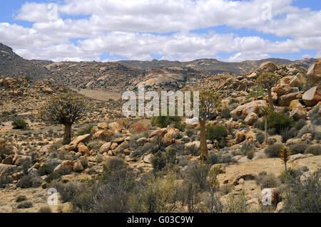 Inverno-deserto di precipitazione con Aloe dichotoma alberi Foto Stock