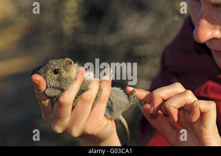 Uno zoologo esaminando un quattro strisce di erba mouse Foto Stock