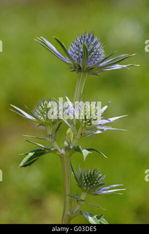 Blu dell'agrifoglio di mare Foto Stock