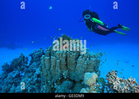 Taucherin mit Korallenriff, subacqueo e barriera corallina Foto Stock