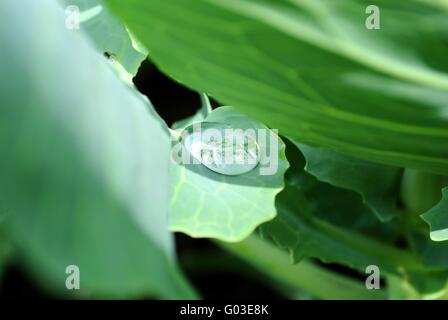 Piccole gocce di rugiada su foglia di una pianta verde. Foto Stock