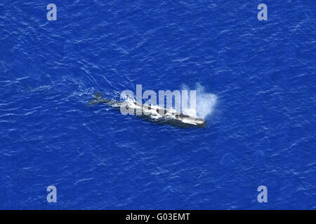 La balena, Balena Blu, Fotografia aerea Foto Stock