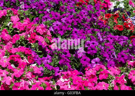 Unico malva rosa e bianco fiori annuali delle nelle petunie famiglia delle Solanacee che fiorisce in un ammassato letto giardino a inizio estate Foto Stock