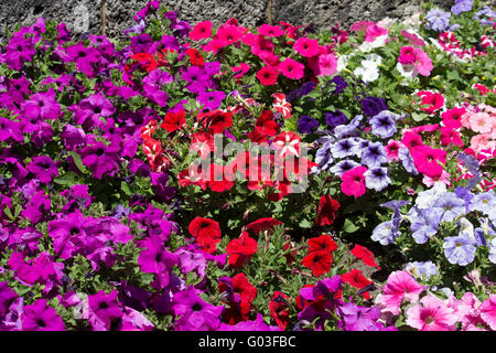 Unico malva rosa e bianco fiori annuali delle nelle petunie famiglia delle Solanacee che fiorisce in un ammassato letto giardino a inizio estate Foto Stock