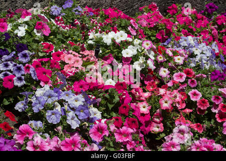 Unico malva rosa e bianco fiori annuali delle nelle petunie famiglia delle Solanacee che fiorisce in un ammassato letto giardino a inizio estate Foto Stock